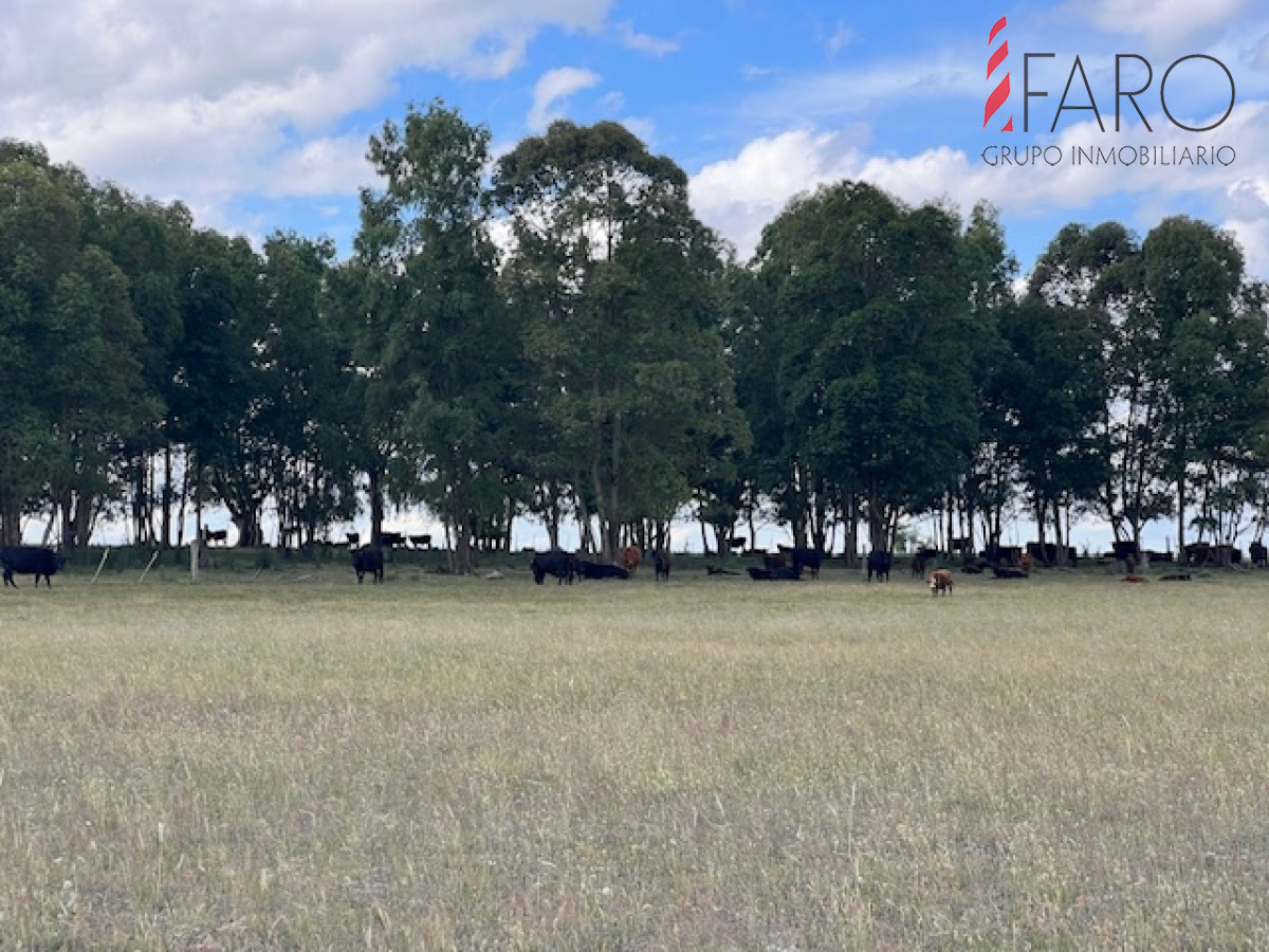 Campo en Durazno